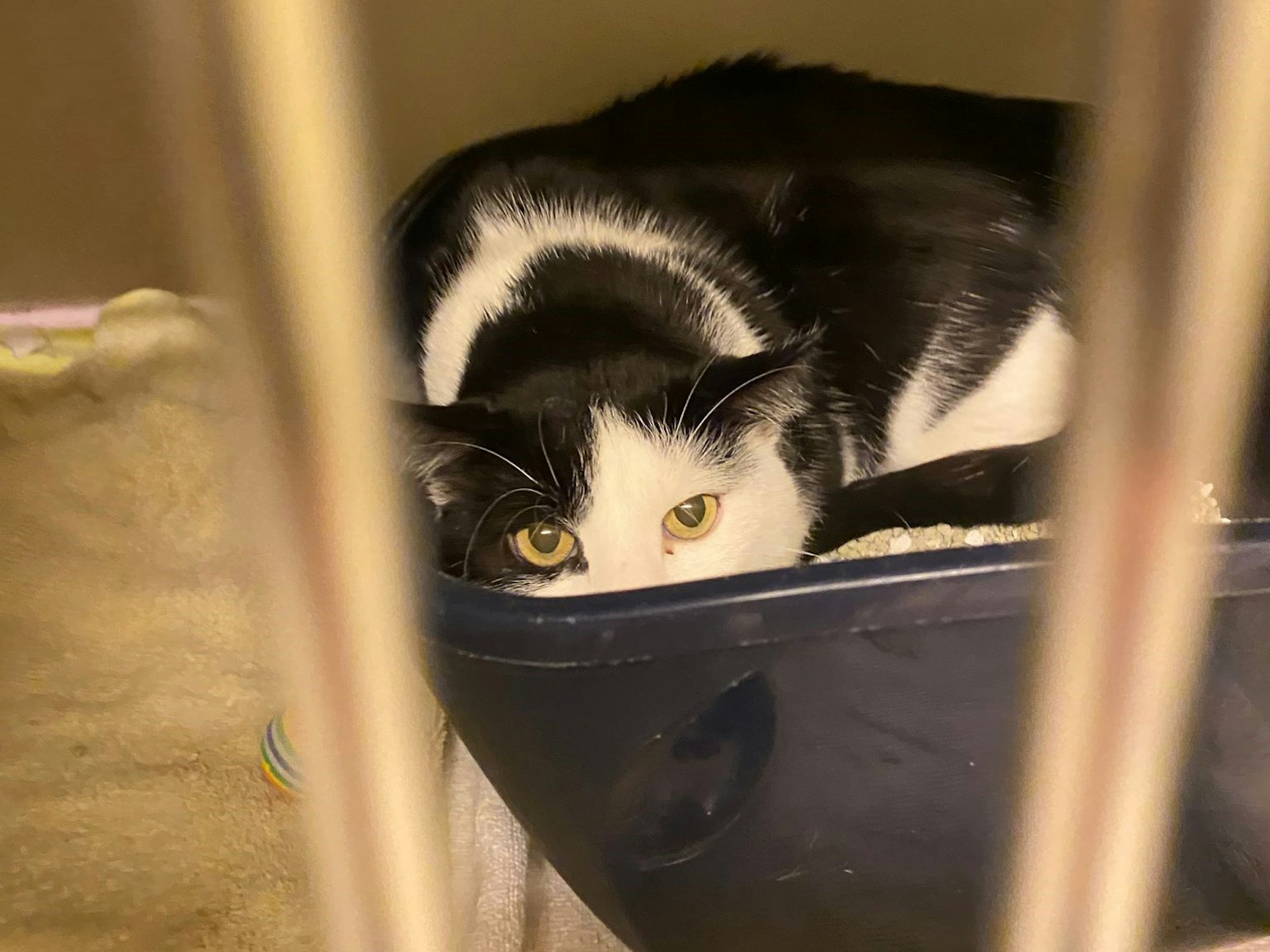 Der Kater hat sich im Tierheim Köln-Dellbrück flach hingelegt und guckt in die Kamera.