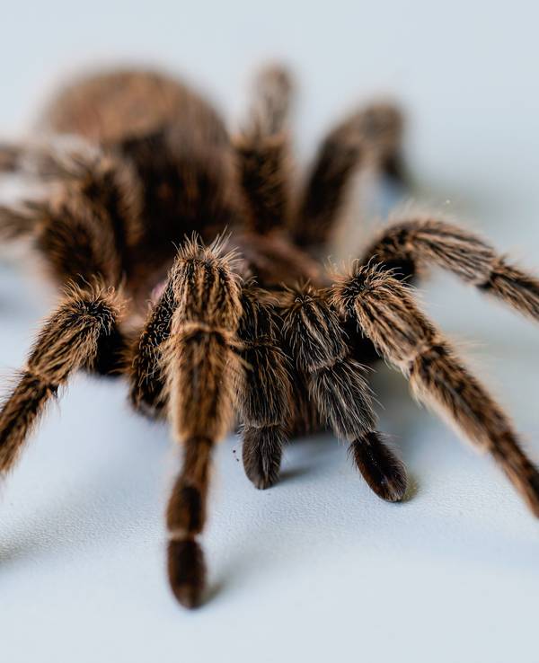 Die gefährlichsten und giftigsten Tiere der Welt gehören sind meistens auch die kleinsten Tiere der Welt. Vor allem Insekten können für den Menschen todgiftig sein. Auf unserem Symbolbild (aufgenommen 10. Oktober 2019) sieht man eine Vogelspinne auf einem Tisch.