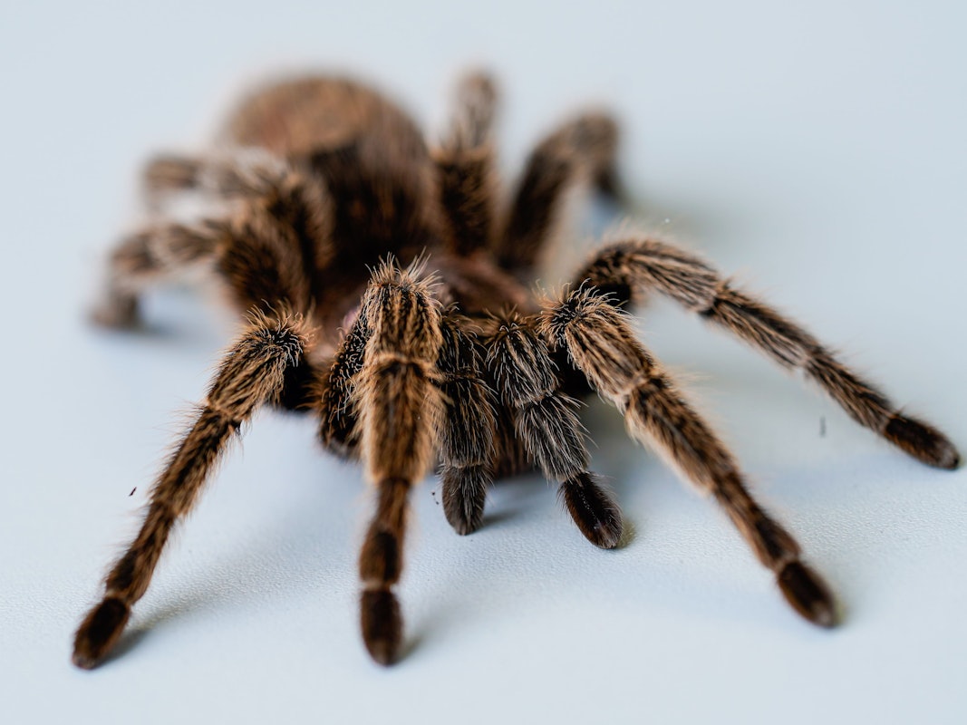 Die gefährlichsten und giftigsten Tiere der Welt gehören sind meistens auch die kleinsten Tiere der Welt. Vor allem Insekten können für den Menschen todgiftig sein. Auf unserem Symbolbild (aufgenommen 10. Oktober 2019) sieht man eine Vogelspinne auf einem Tisch.
