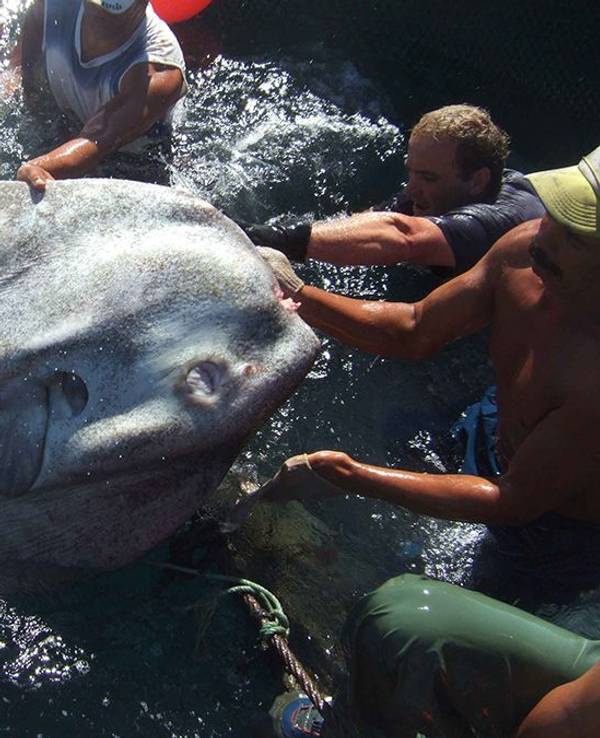 Im spanischen Mittelmeer wurde ein riesiger Mondfisch entdeckt. Das Foto hat die Im spanischen Mittelmeer wurde ein riesiger Mondfisch entdeckt. Forscher der Universität in Sevilla untersuchten den Fisch.