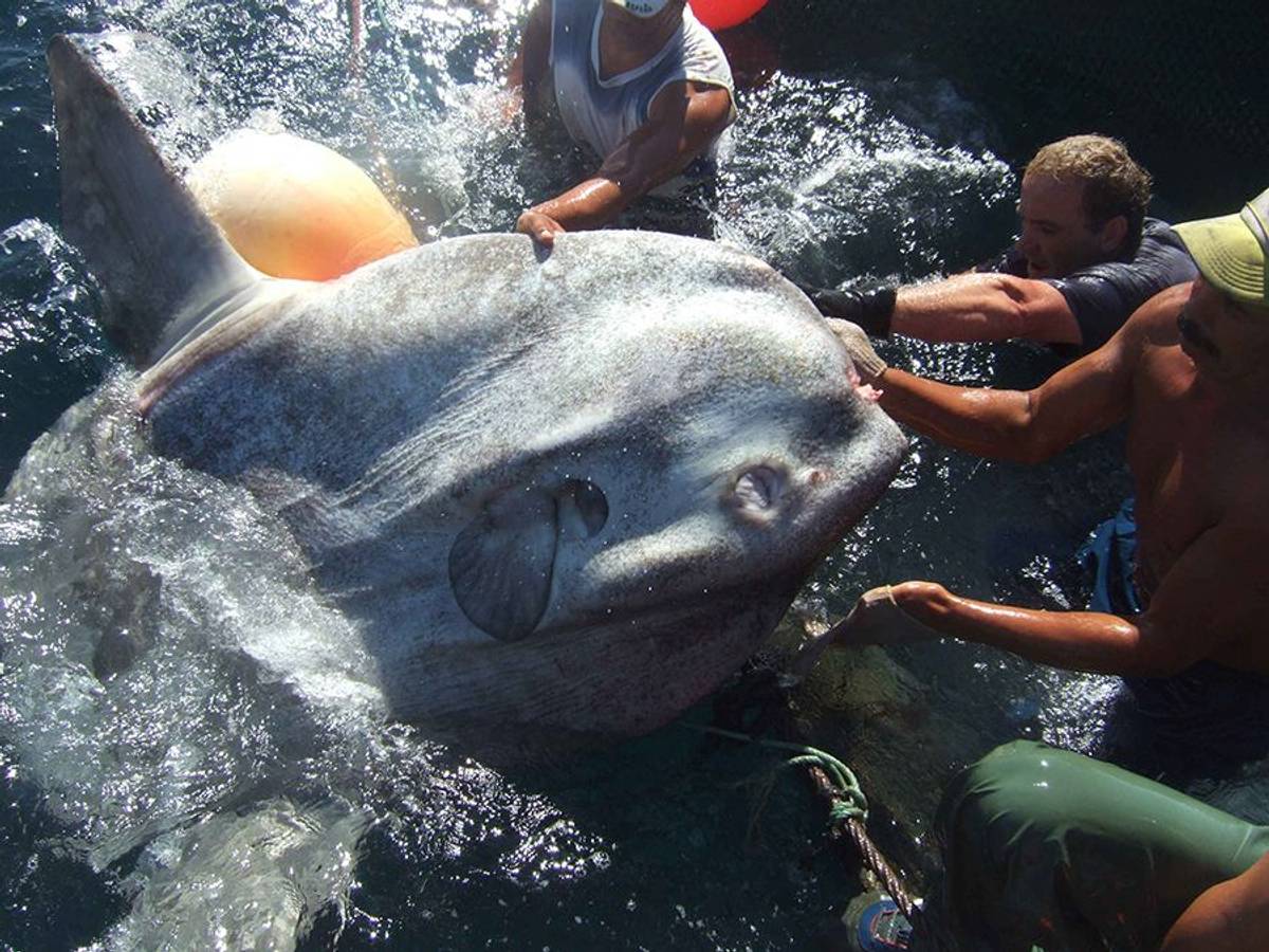 Im spanischen Mittelmeer wurde ein riesiger Mondfisch entdeckt. Das Foto hat die Im spanischen Mittelmeer wurde ein riesiger Mondfisch entdeckt. Forscher der Universität in Sevilla untersuchten den Fisch.