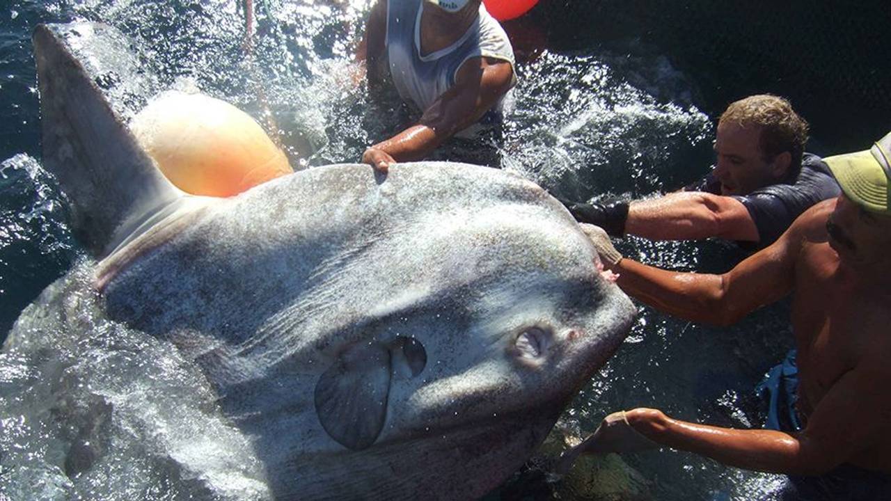 Im spanischen Mittelmeer wurde ein riesiger Mondfisch entdeckt. Das Foto hat die Im spanischen Mittelmeer wurde ein riesiger Mondfisch entdeckt. Forscher der Universität in Sevilla untersuchten den Fisch.