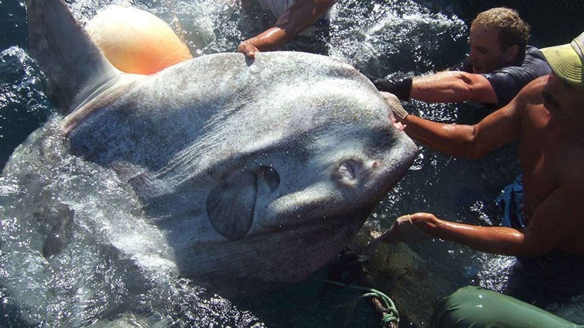Im spanischen Mittelmeer wurde ein riesiger Mondfisch entdeckt. Das Foto hat die Im spanischen Mittelmeer wurde ein riesiger Mondfisch entdeckt. Forscher der Universität in Sevilla untersuchten den Fisch.