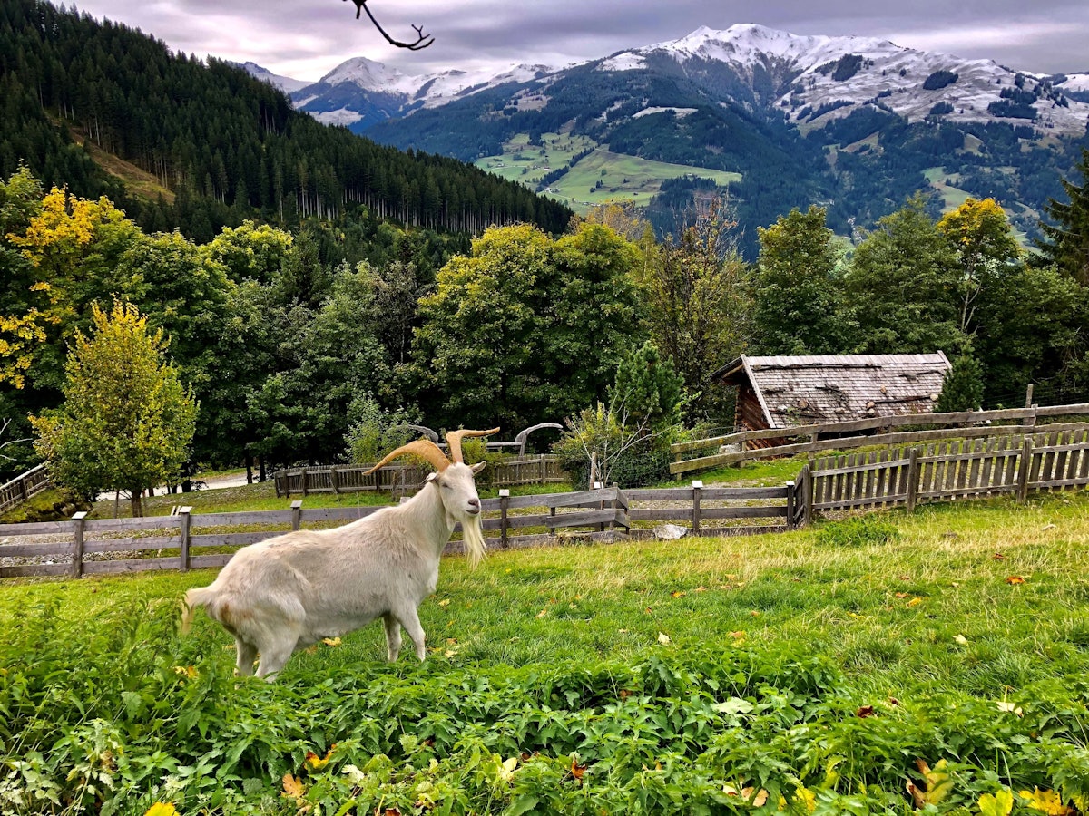 Geißbock Egbert im Wildpark Aurach bei Kitzbühel. Er wurde dem 1. FC Köln 2015 geschenkt.