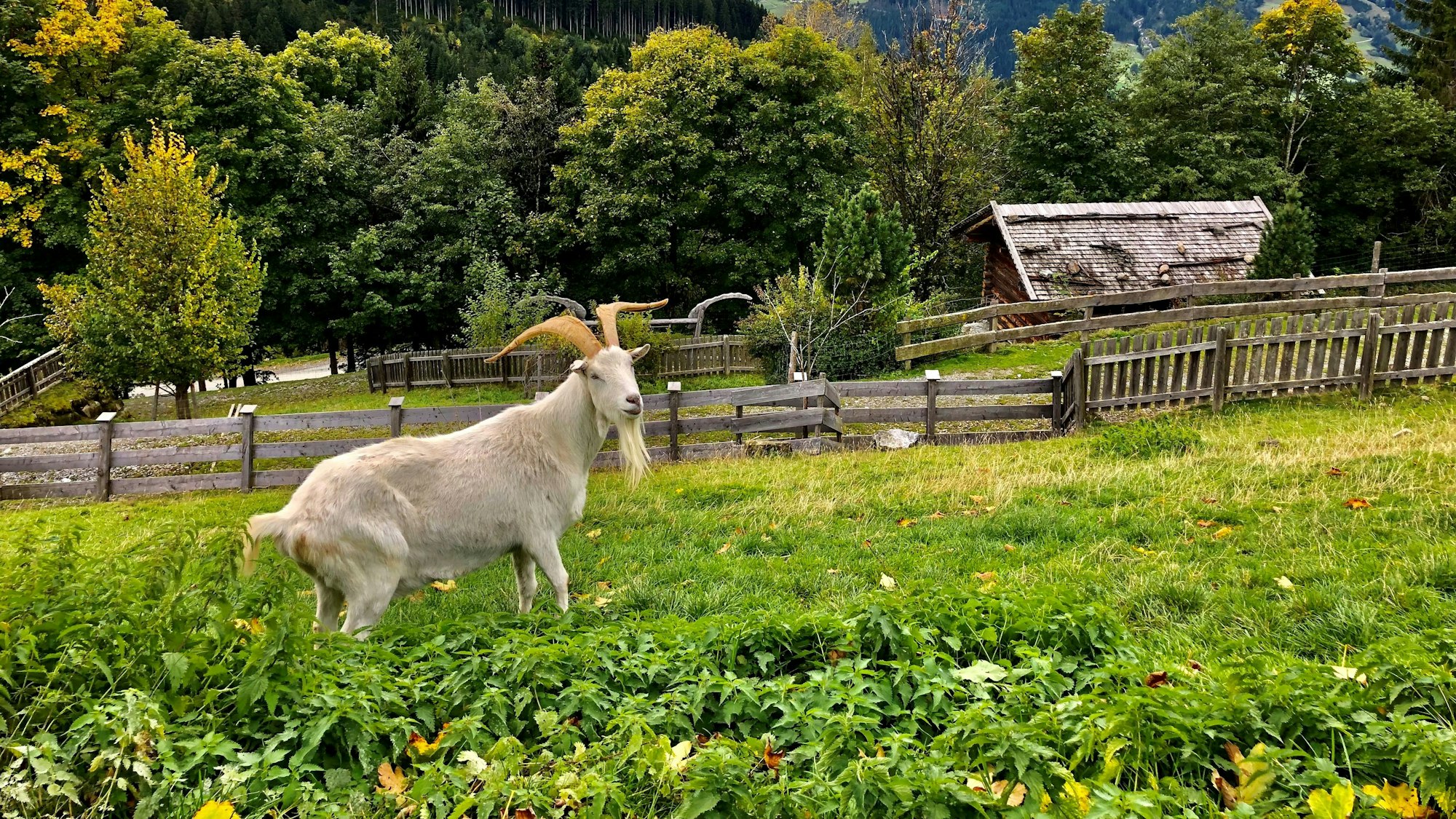Geißbock Egbert im Wildpark Aurach bei Kitzbühel. Er wurde dem 1. FC Köln 2015 geschenkt.