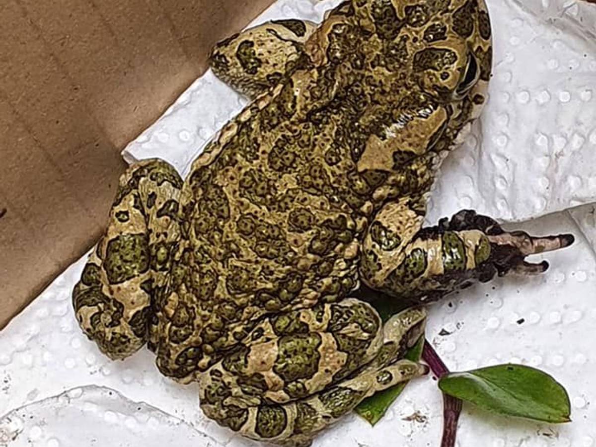 Kröte Gordon erholt sich im Tierheim Bergheim.