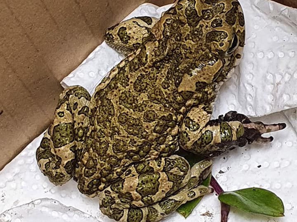 Kröte Gordon erholt sich im Tierheim Bergheim.