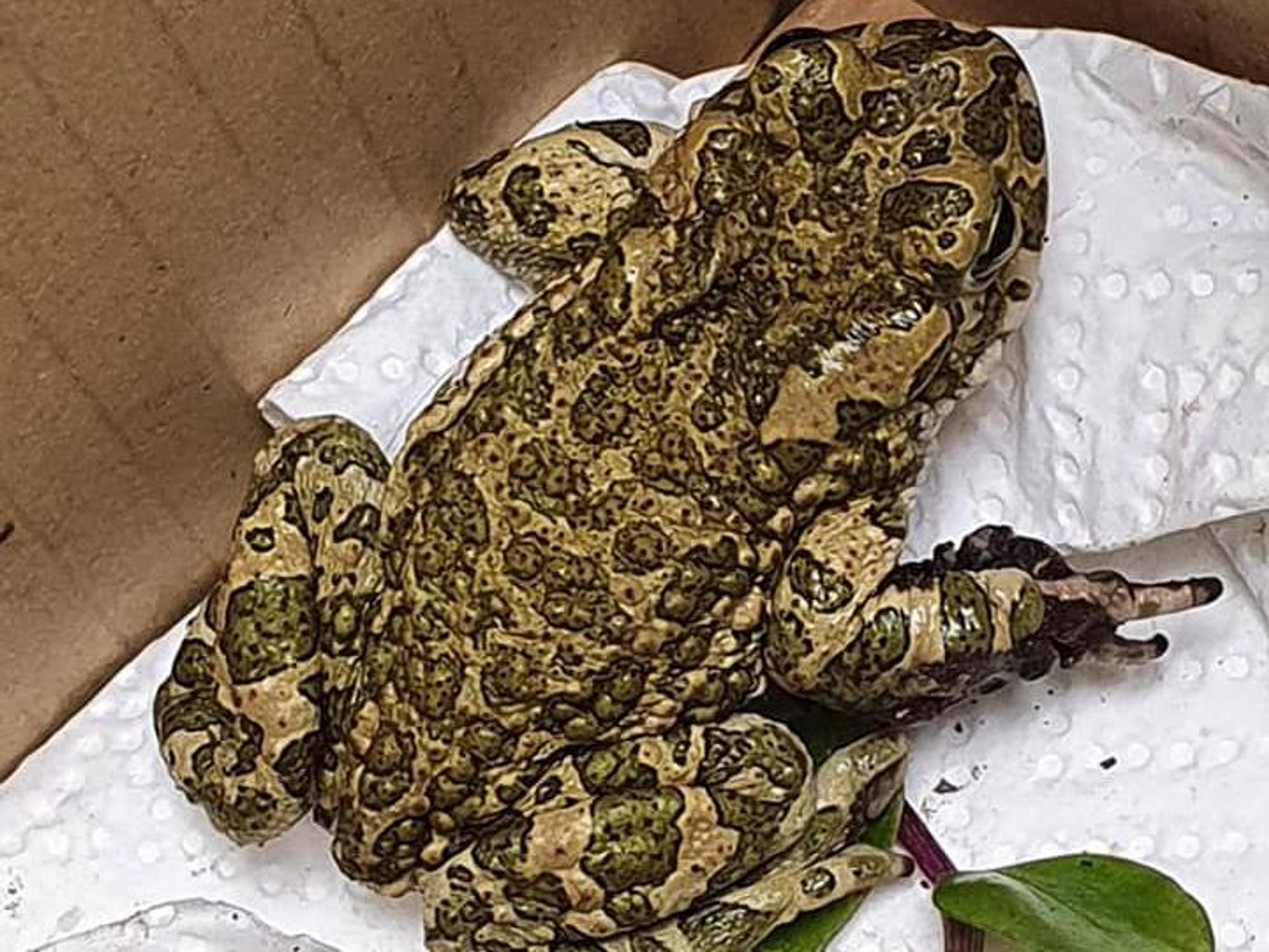 Kröte Gordon erholt sich im Tierheim Bergheim.