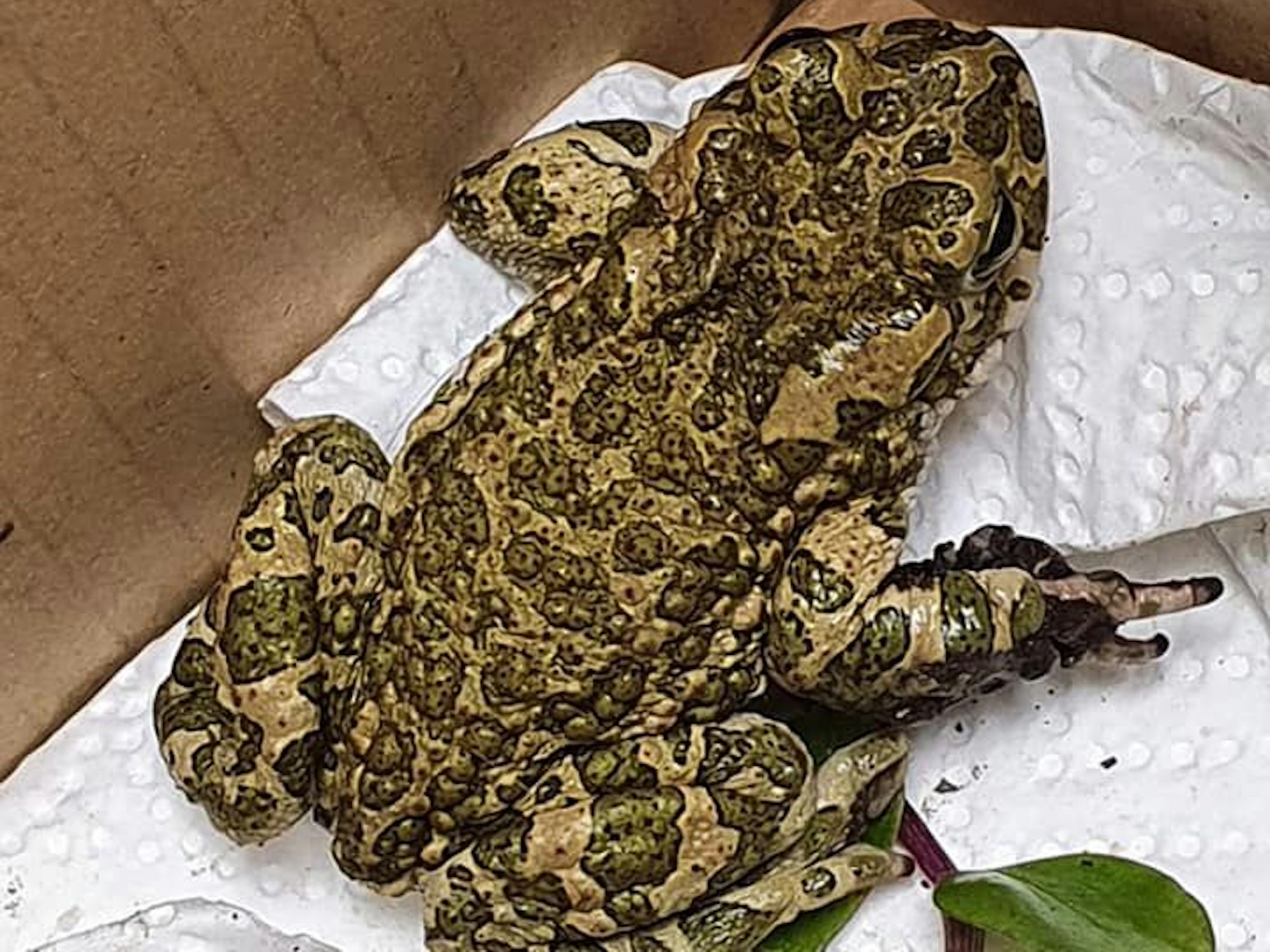 Kröte Gordon erholt sich im Tierheim Bergheim.