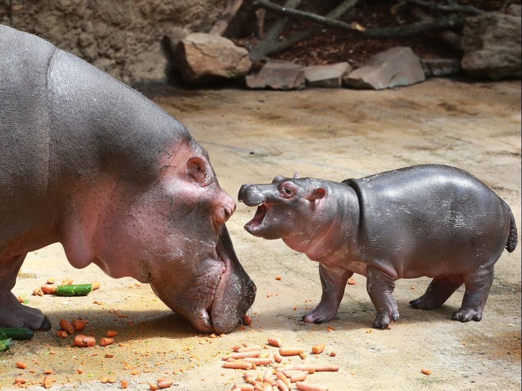 Flusspferd Nils mit seiner Mutter am 27. Juni 2019 im Kölner Zoo.