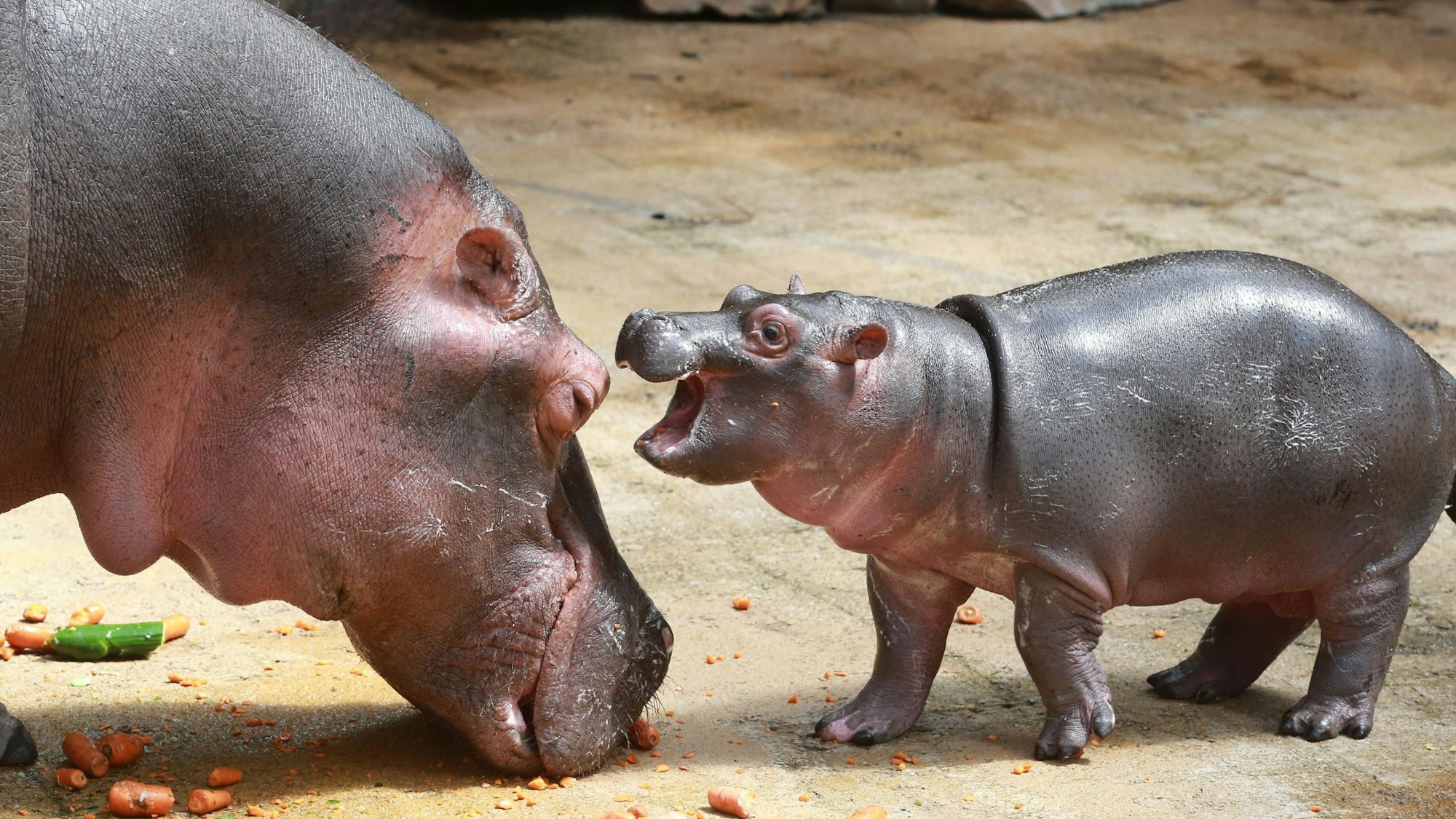 Flusspferd Nils mit seiner Mutter am 27. Juni 2019 im Kölner Zoo.