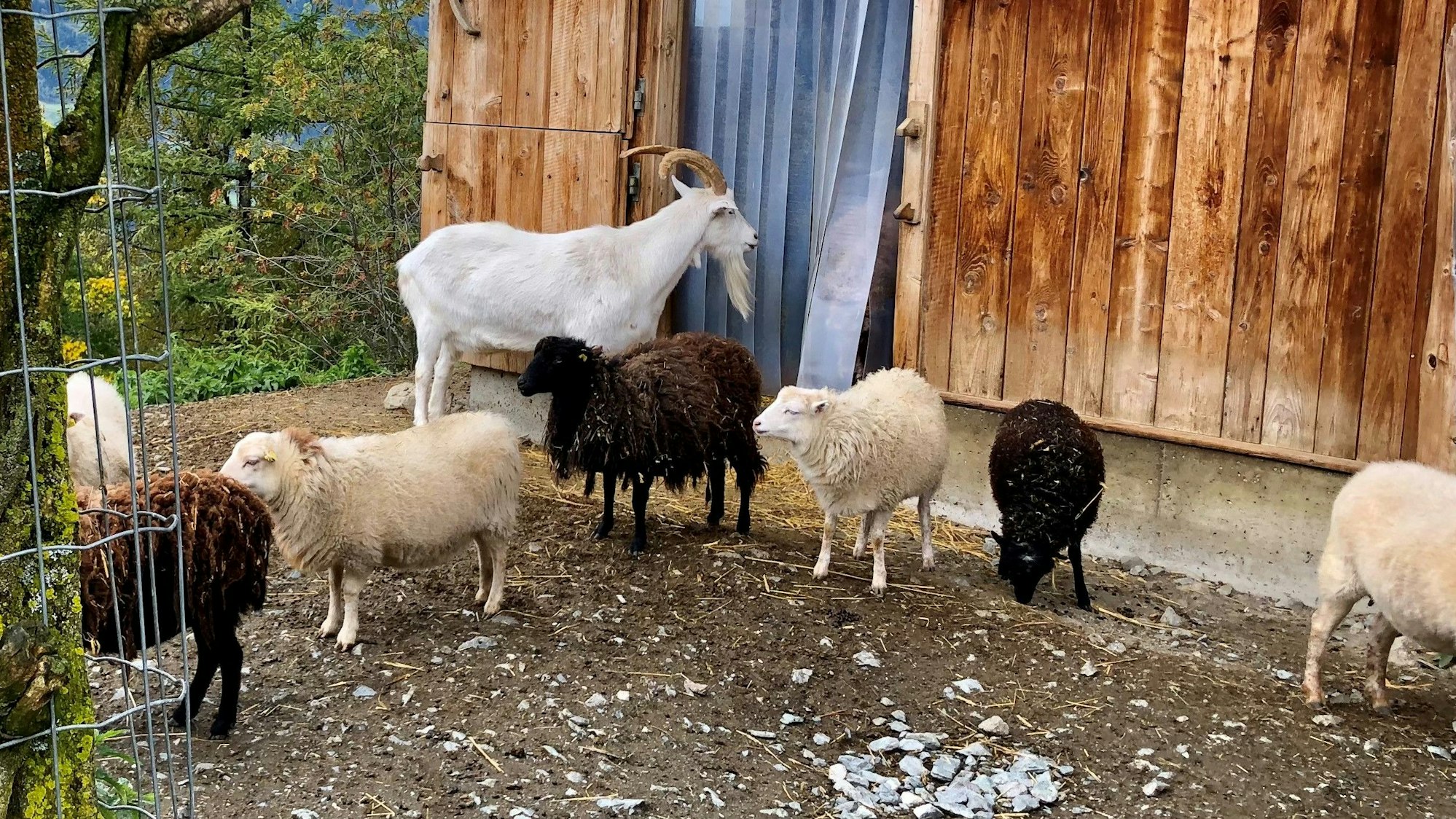 1. FC Köln: Geißbock Egbert mit Schafen im Wildpark Aurach. Der Bock wurde dem FC 2015 geschenkt.