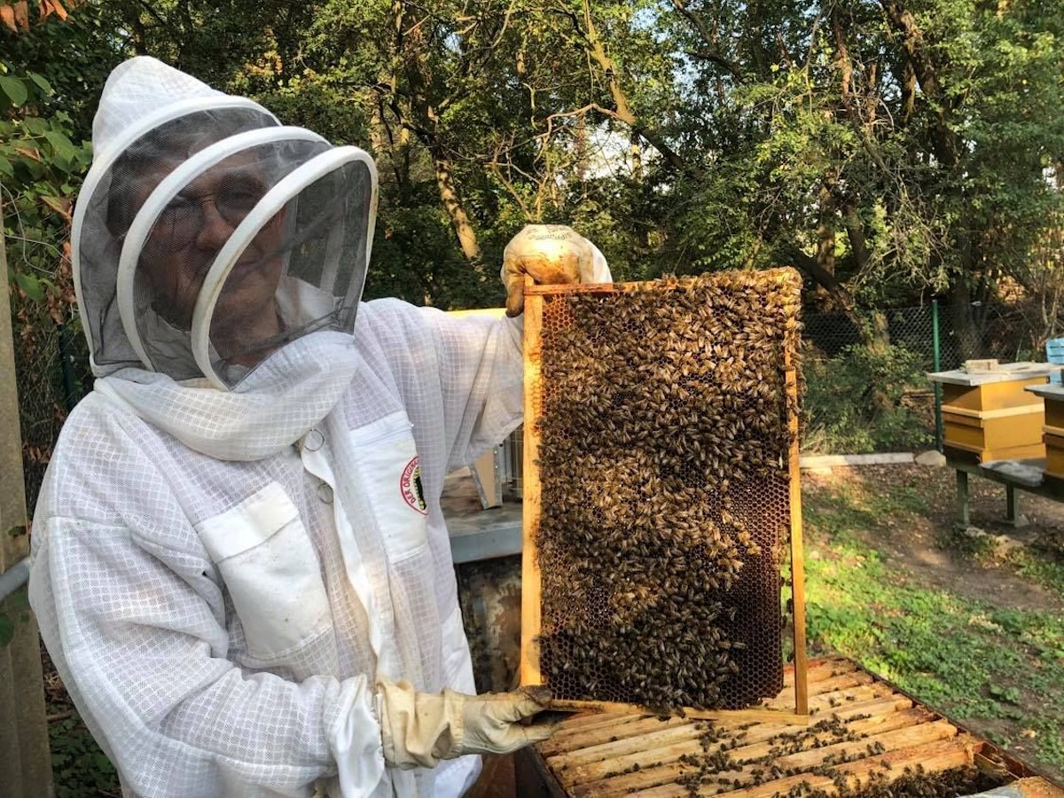 Zu Besuch bei einem Imker in Köln-Weidenpesch
Foto: Julia Bauer