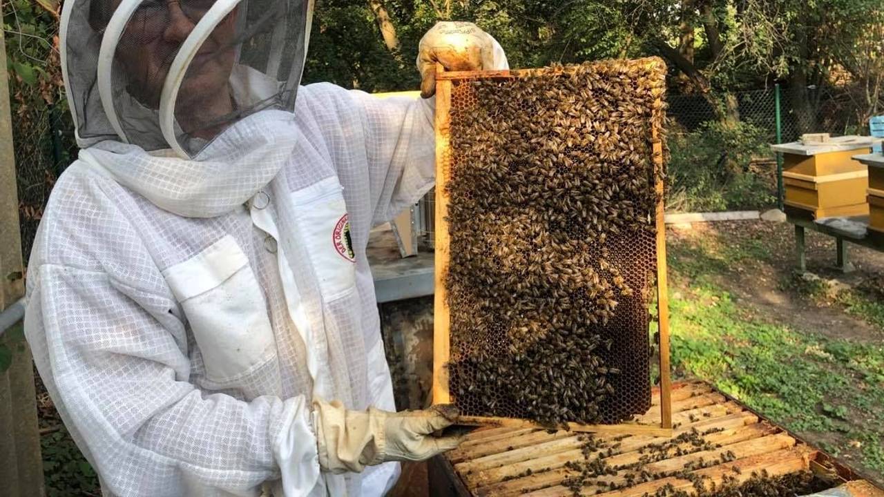 Zu Besuch bei einem Imker in Köln-Weidenpesch
Foto: Julia Bauer
