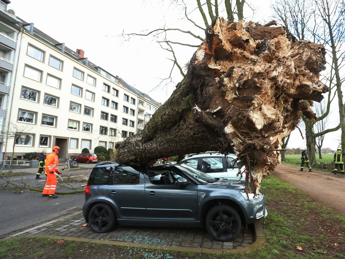 Ein umgekippter Baum liegt auf drei Autos auf der Düsseldorfer Cecillienallee.