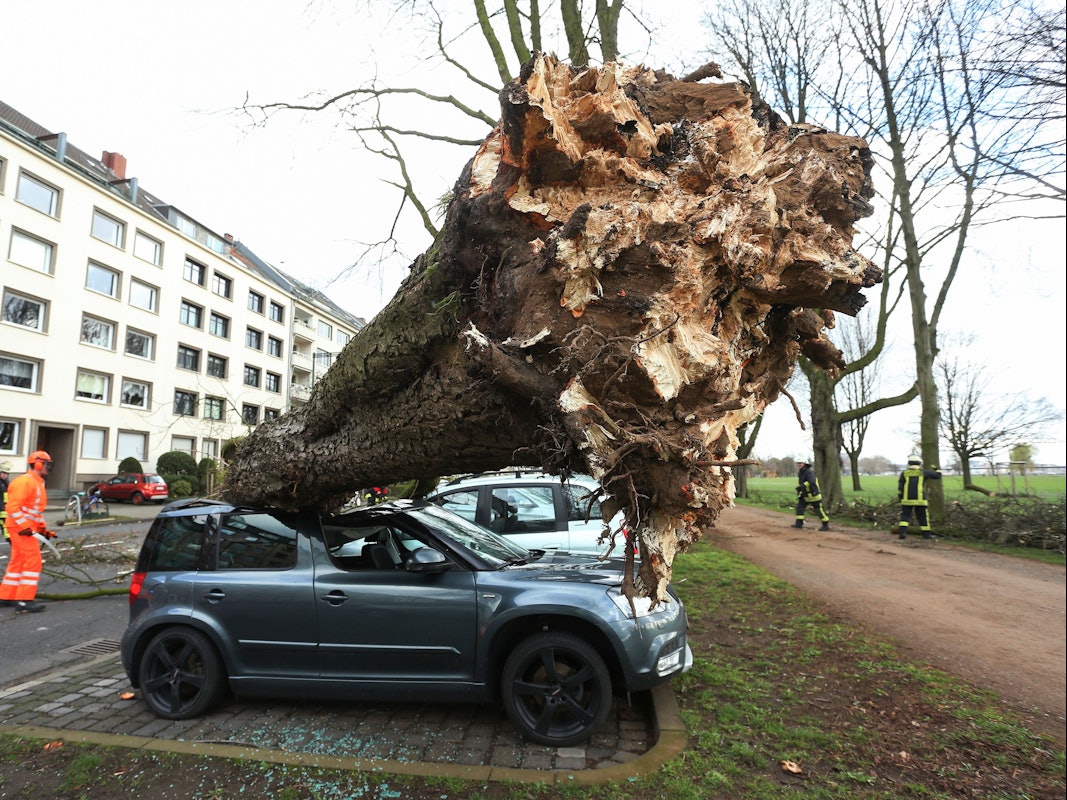 Ein umgekippter Baum liegt auf drei Autos auf der Düsseldorfer Cecillienallee.