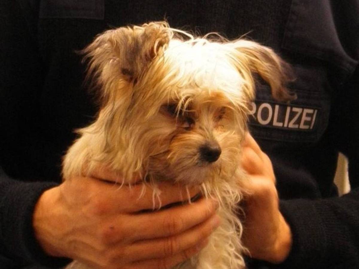 Ein Polizei aus Hamm hält am 9. Oktober einen Hundewelpen, der alleine in einem Regionalzug umherlief.