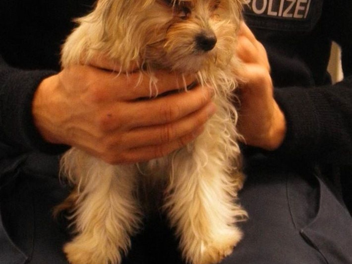 Ein Polizei aus Hamm hält am 9. Oktober einen Hundewelpen, der alleine in einem Regionalzug umherlief.