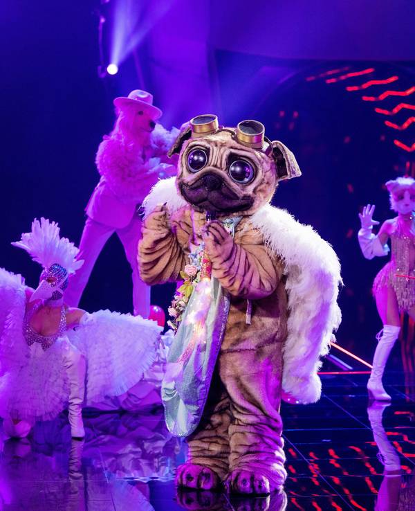 Der Mops hat mit seinem ersten Auftritt bei „The Masked Singer“ die Zuschauer und das Rate-Team begeistert. Doch wer steckt unter dem süßen Kostüm?