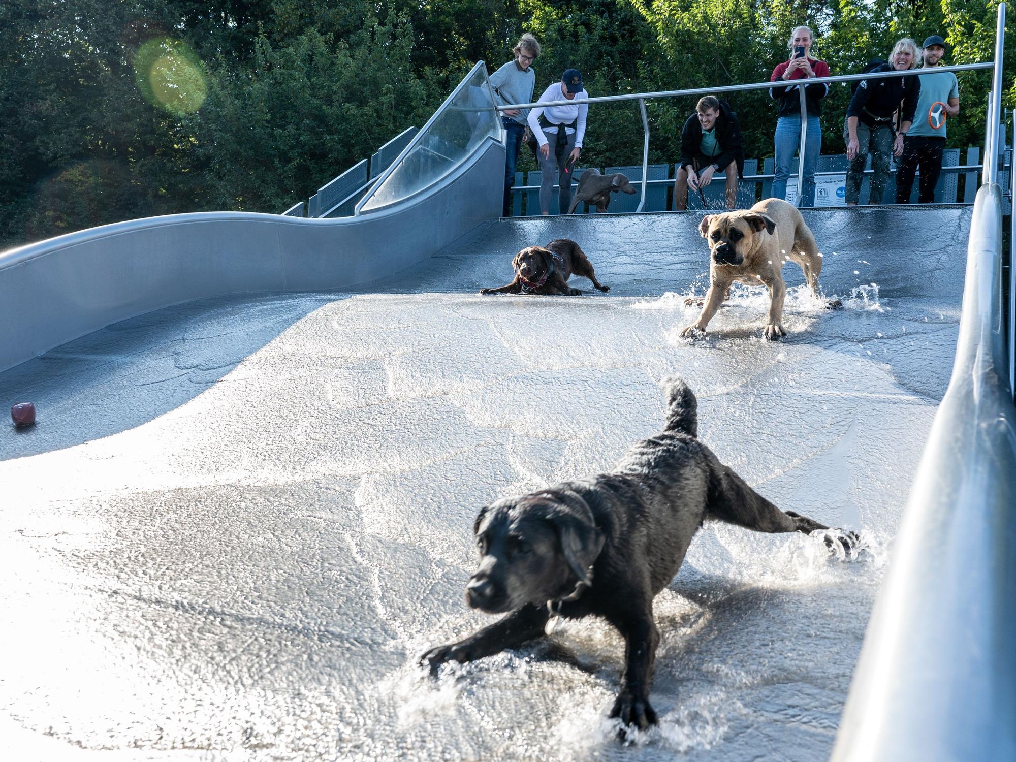 Hunde vergnügen sich im Wasser des Freibades am Stadion.
