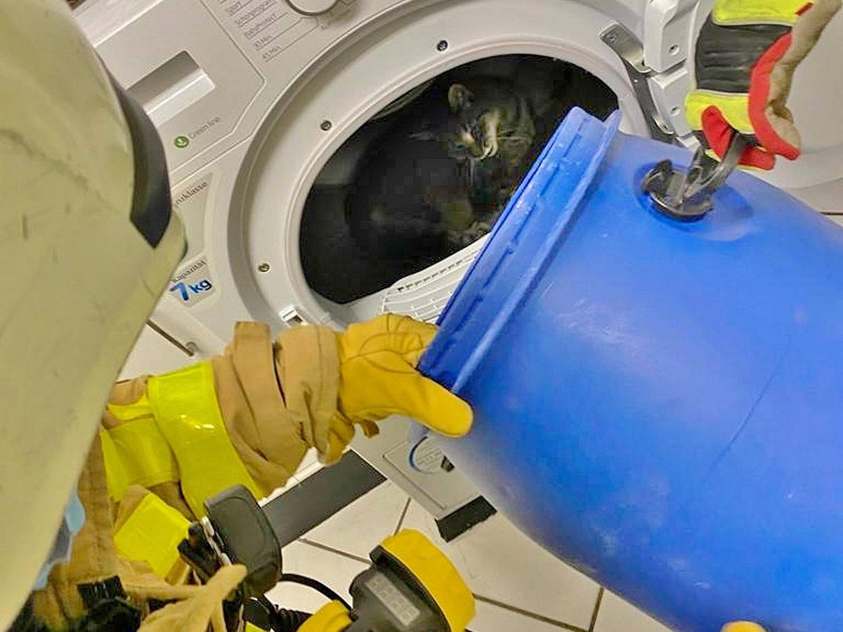 Das Foto der Feuerwehr Grevenbroich von 21. Oktober 2021 zeigt eine Katze in der Trommel eines Wäschetrockners.