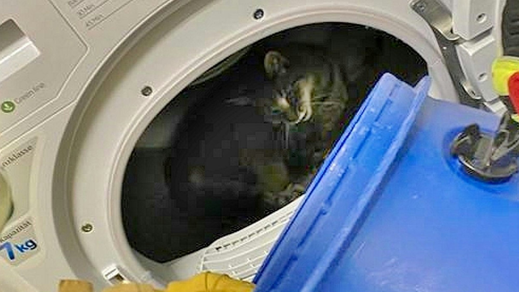 Das Foto der Feuerwehr Grevenbroich von 21. Oktober 2021 zeigt eine Katze in der Trommel eines Wäschetrockners.
