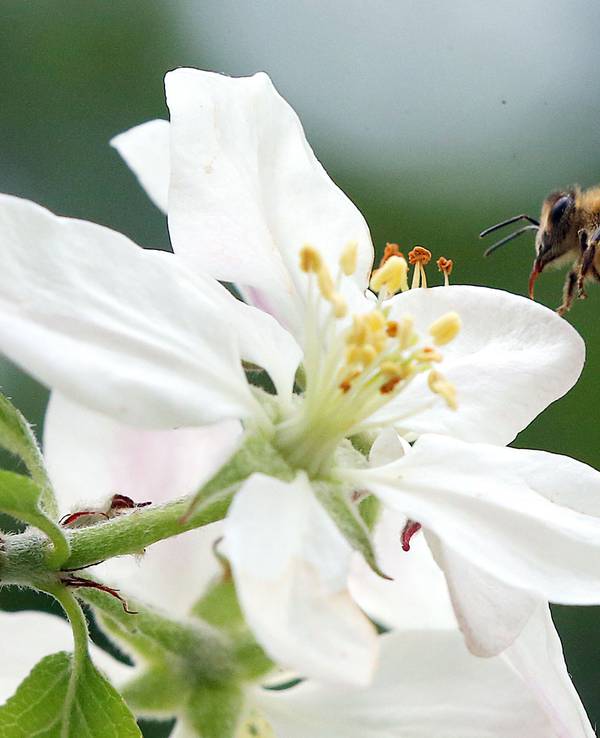 Das Foto zeigt eine Honigbiene im Anflug auf eine Blüte. Wegen Lieferverzögerungen sind die benötigten Bienen-Importe in großer Gefahr. Hunderte Bienen sterben auf dem Transport nach Australien oder kommen nur sehr schwach an.