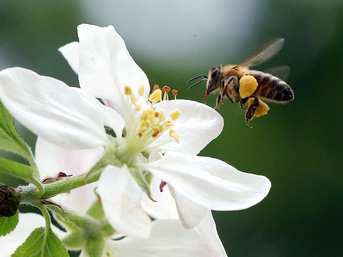Das Foto zeigt eine Honigbiene im Anflug auf eine Blüte. Wegen Lieferverzögerungen sind die benötigten Bienen-Importe in großer Gefahr. Hunderte Bienen sterben auf dem Transport nach Australien oder kommen nur sehr schwach an.