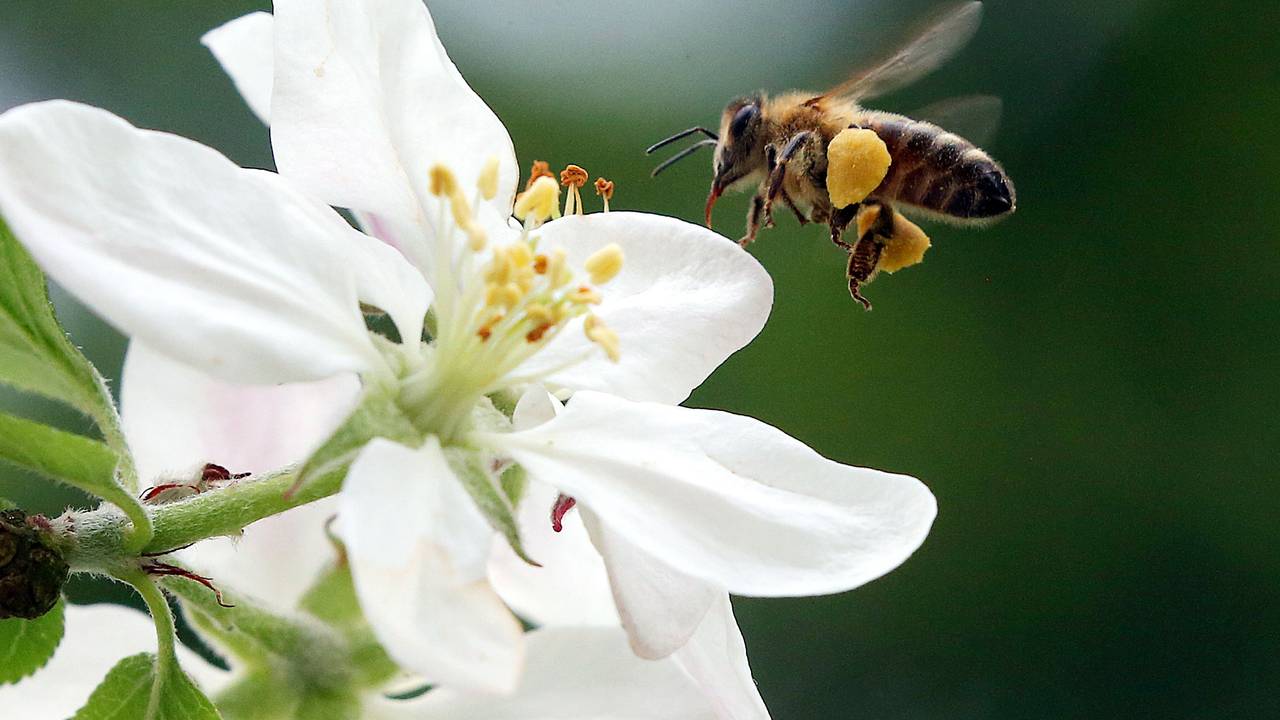 Das Foto zeigt eine Honigbiene im Anflug auf eine Blüte. Wegen Lieferverzögerungen sind die benötigten Bienen-Importe in großer Gefahr. Hunderte Bienen sterben auf dem Transport nach Australien oder kommen nur sehr schwach an.