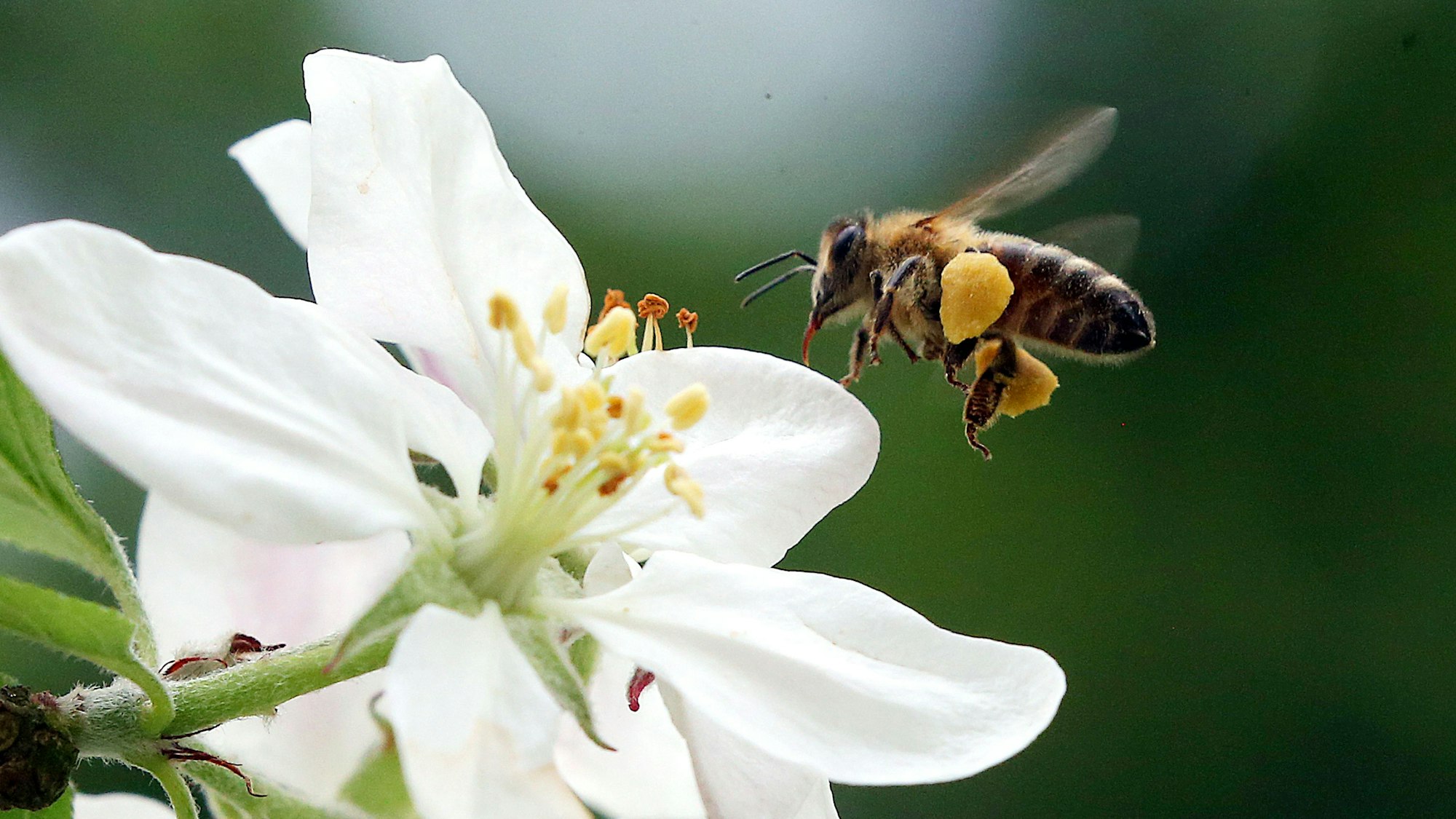 Das Foto zeigt eine Honigbiene im Anflug auf eine Blüte. Wegen Lieferverzögerungen sind die benötigten Bienen-Importe in großer Gefahr. Hunderte Bienen sterben auf dem Transport nach Australien oder kommen nur sehr schwach an.