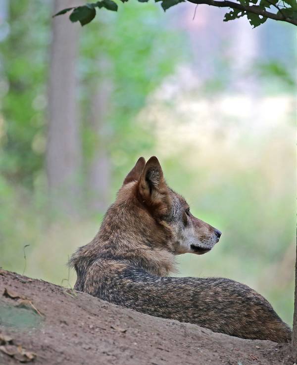 Ein Wolf sitzt im Gehege im Biotopwildpark Anholter Schweiz.