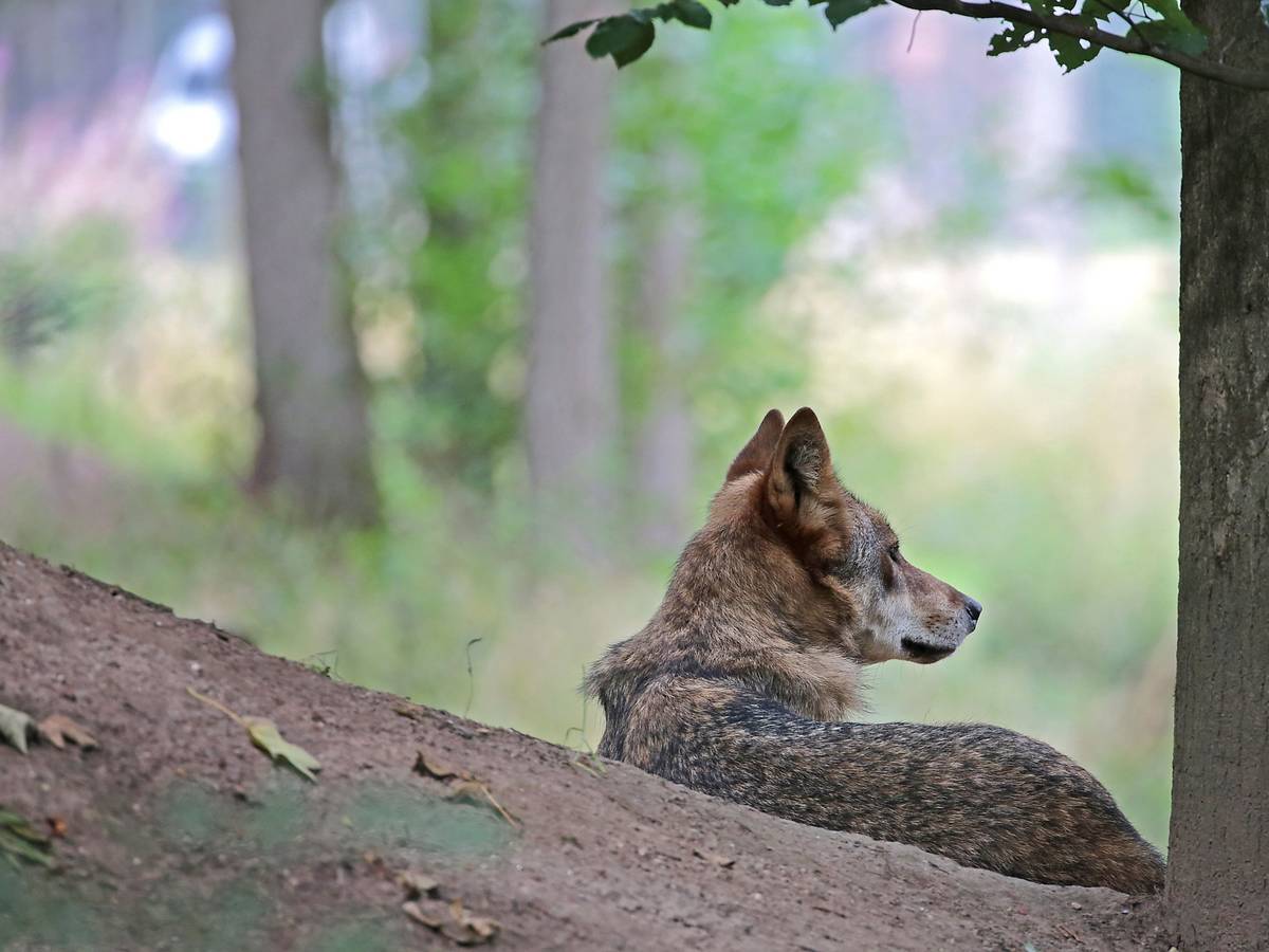 Ein Wolf sitzt im Gehege im Biotopwildpark Anholter Schweiz.