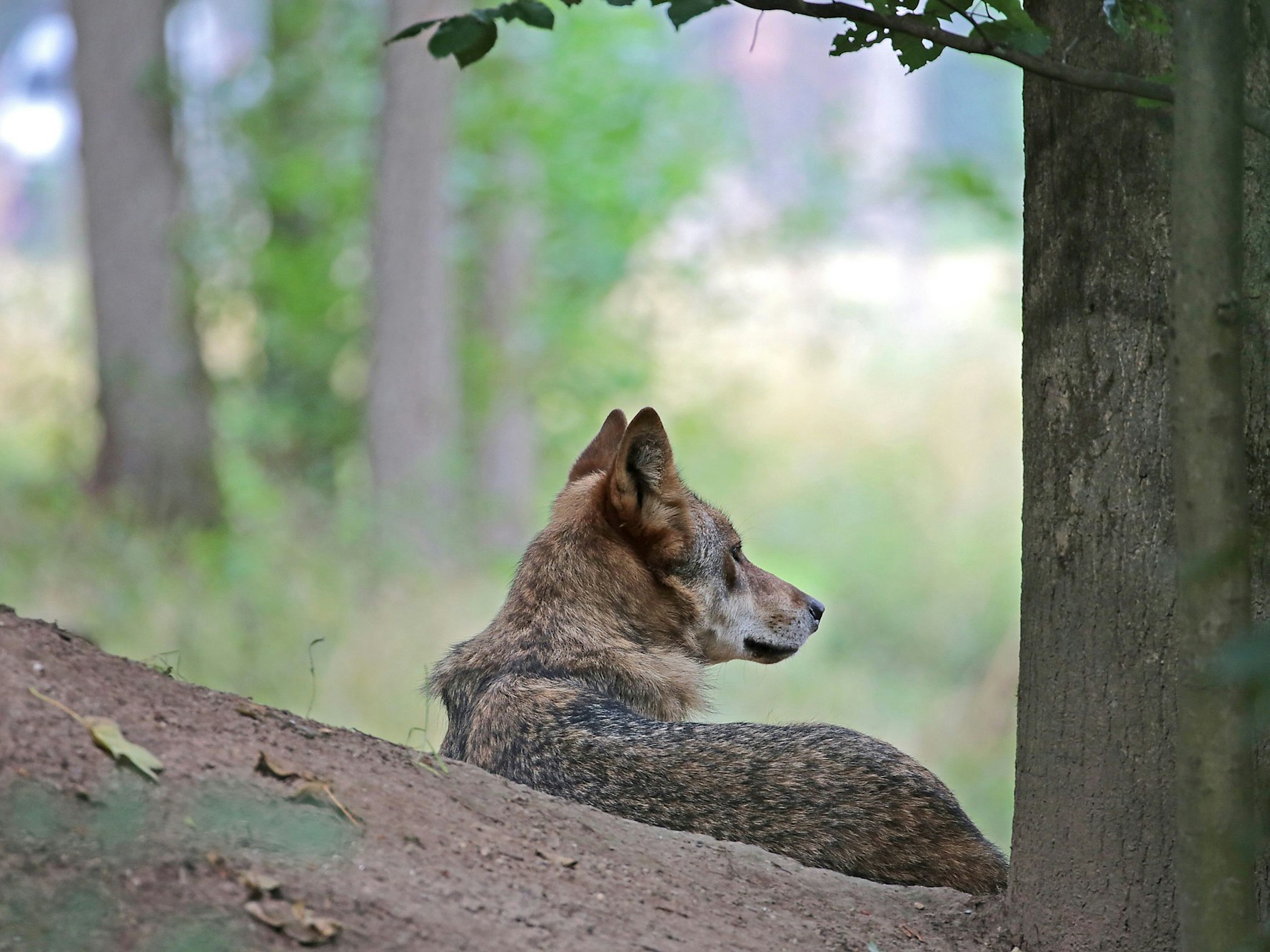 Ein Wolf sitzt im Gehege im Biotopwildpark Anholter Schweiz.
