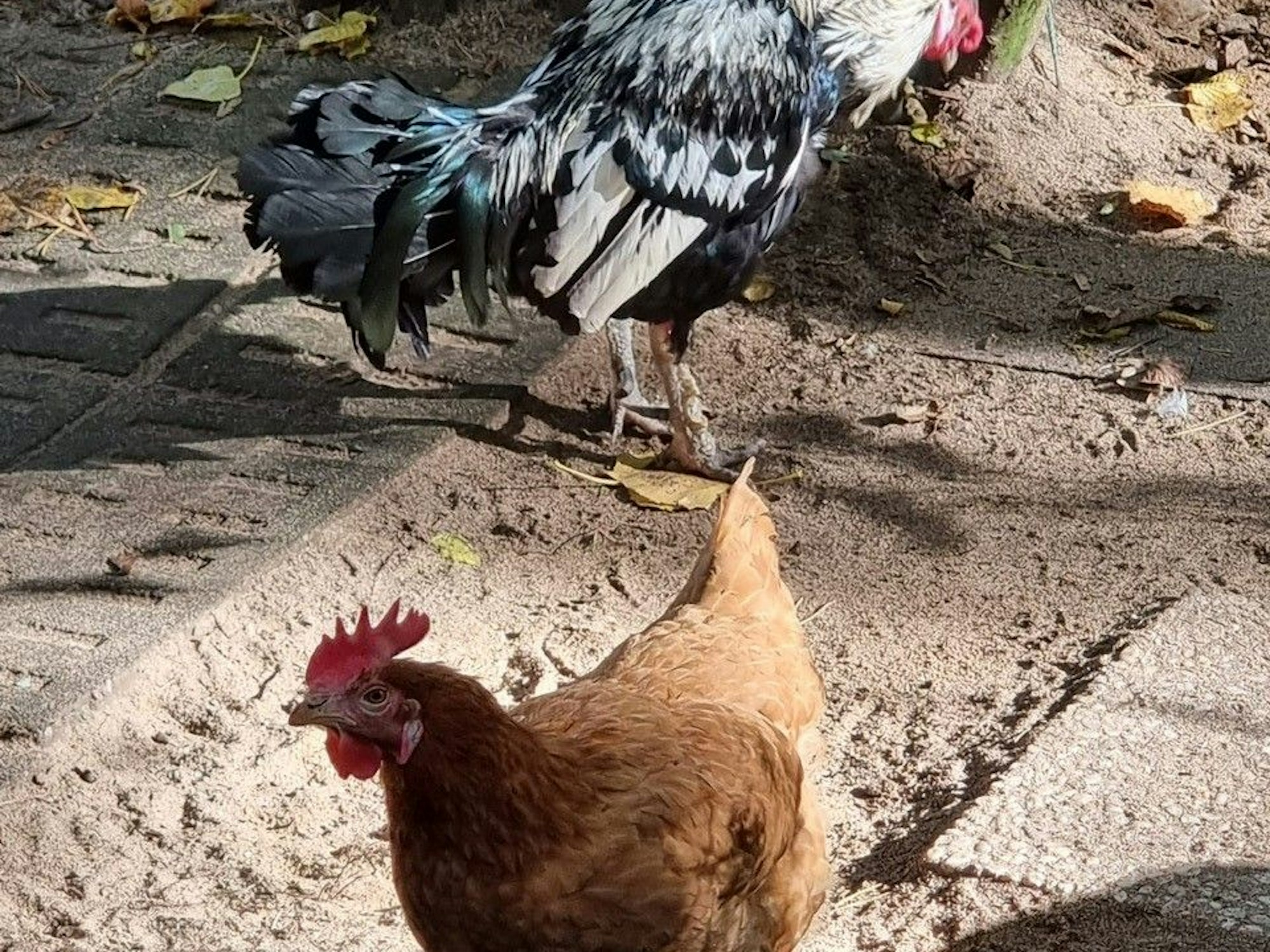 Tiere im Höhnerhoff in der Peter Petersen-Grundschule in Köln-Porz