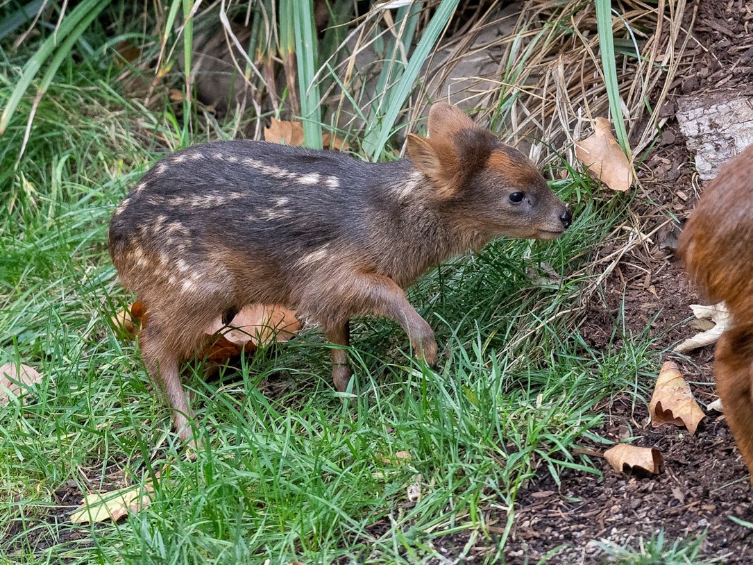 Das im Kölner Zoo geborene Pudu-Kind „Dulce“