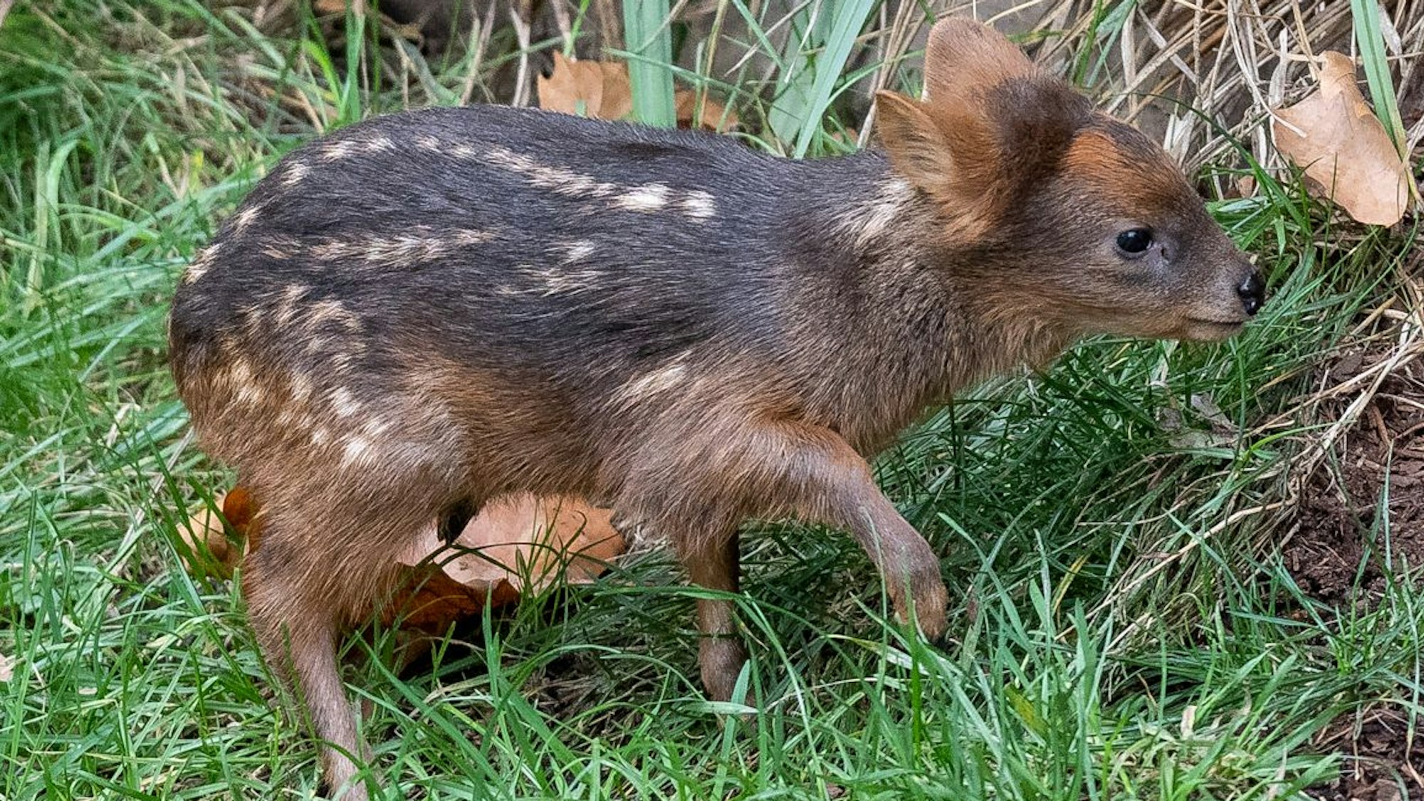 Das im Kölner Zoo geborene Pudu-Kind „Dulce“