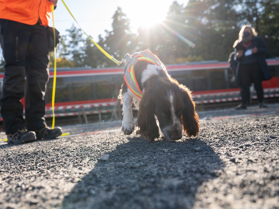 Auf dem Foto (aufgenommen am 26. Oktober 2021) sieht man einen Artenschutzspürhund bei der Deutschen Bahn. Bei dem Hund handelt es sich um einen Cocker Spaniel.