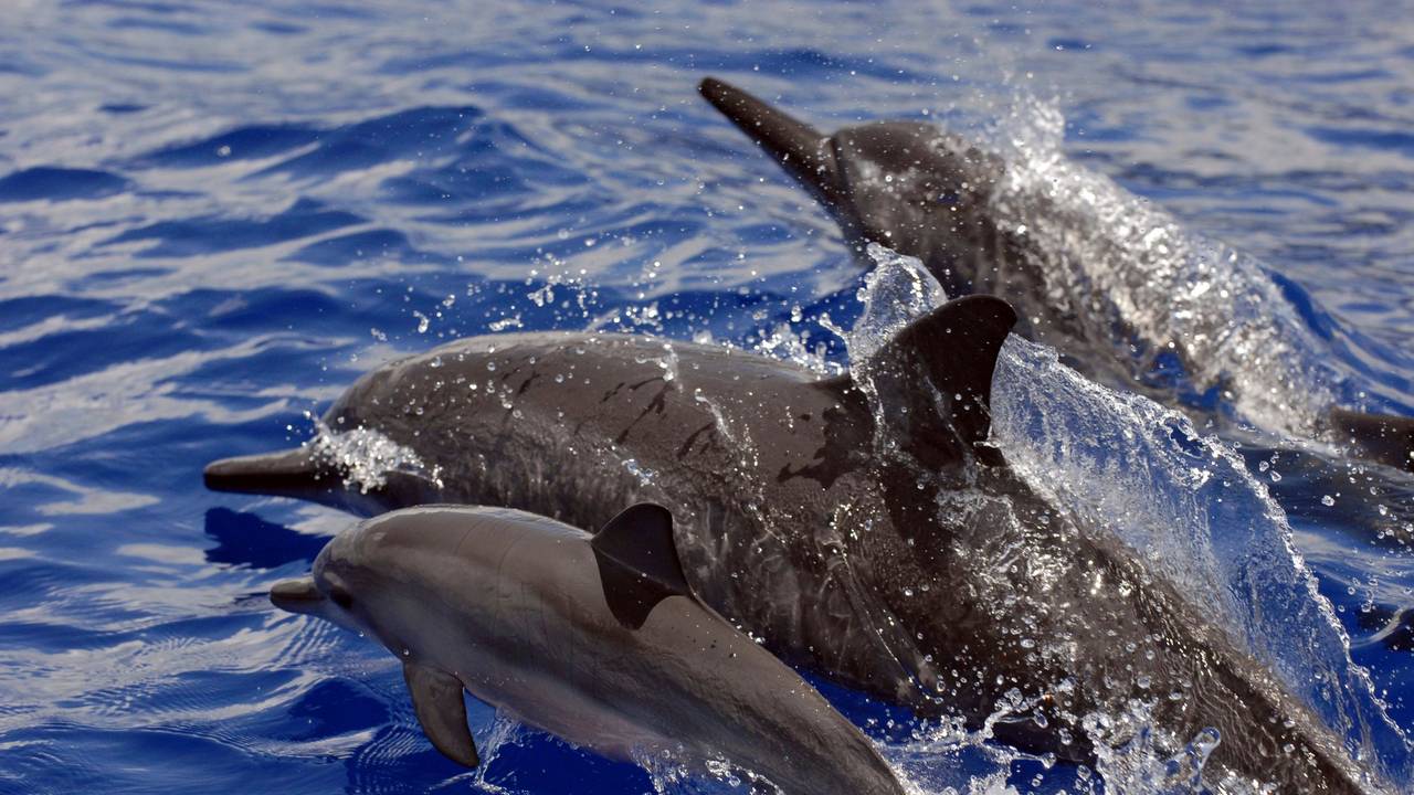 Das undatierte Foto zeigt Delfine vor der Küste Hawaiis.