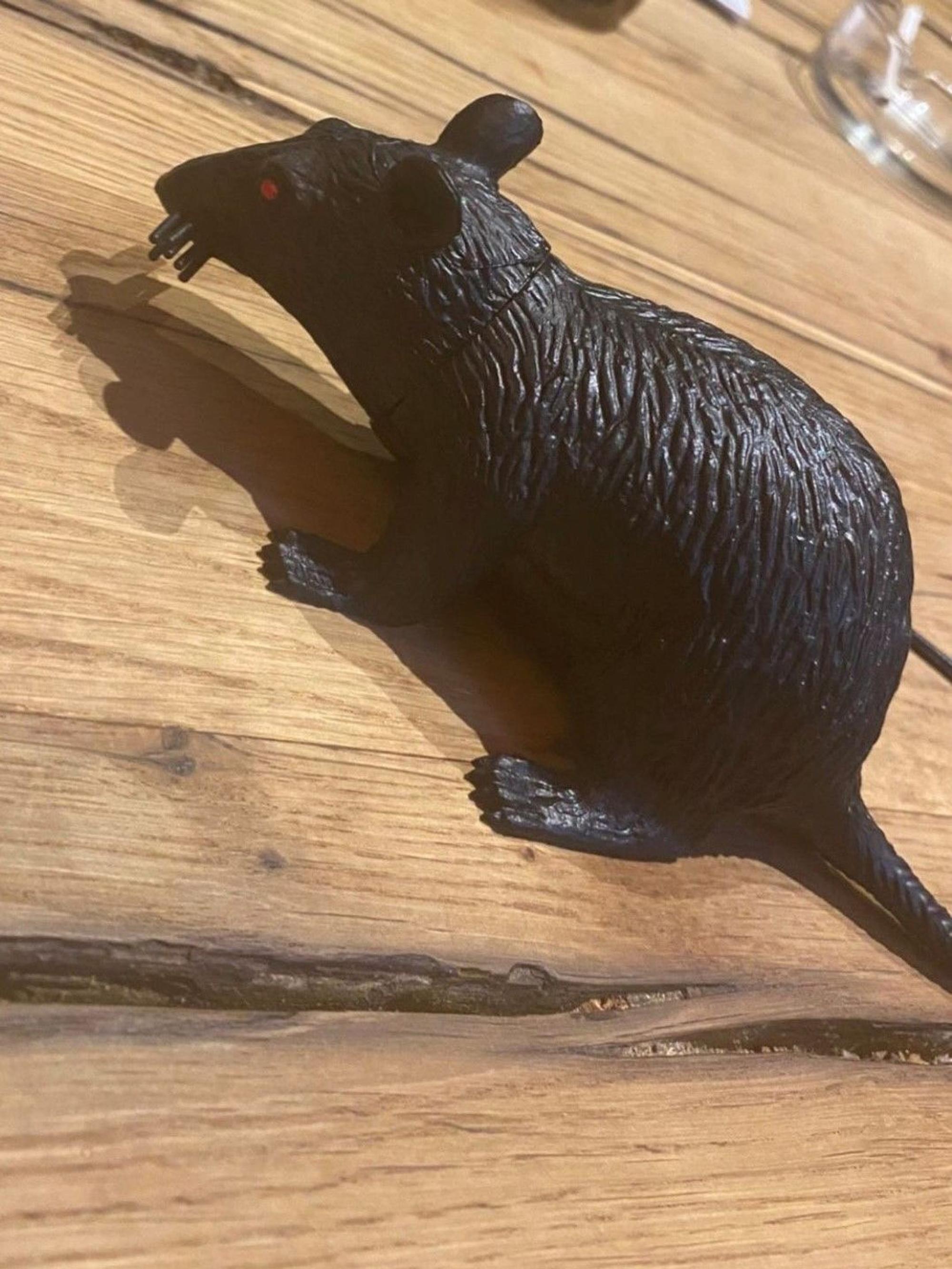 Anthony Modeste überrascht Kreso Ban mit einer Ratte.