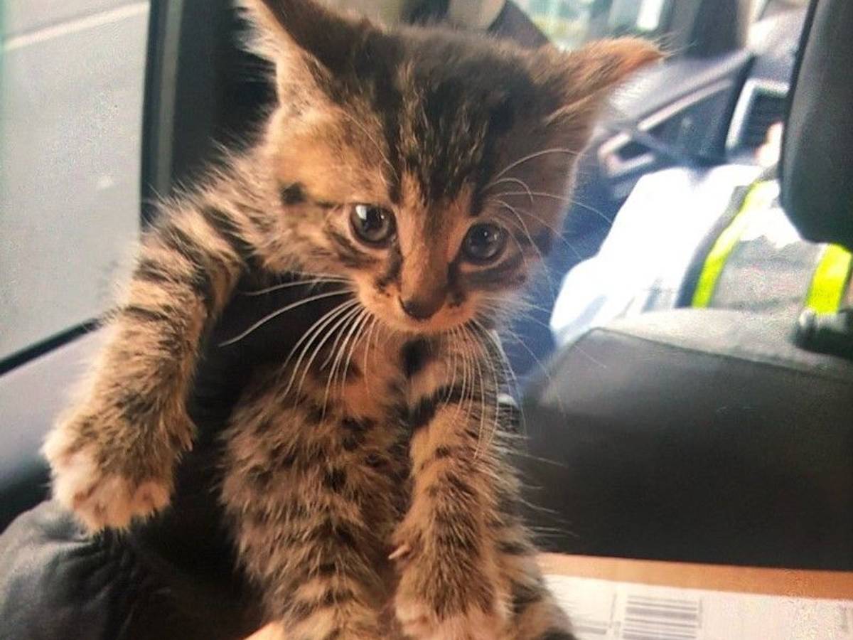 Ein junges Katzenbaby (hier ein Foto des Tierchens von 16. September 2021) versteckte sich im Motorraum – jetzt hat es ein neues Zuhause.