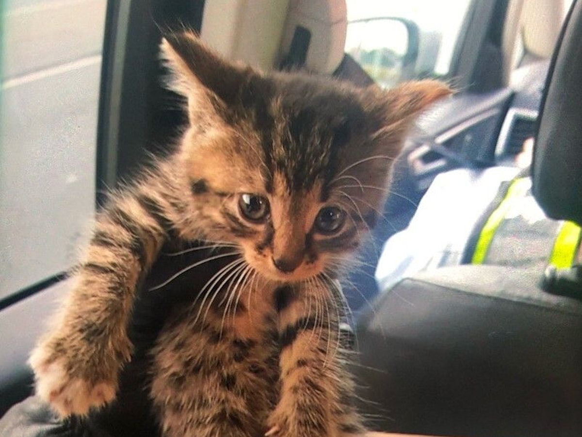 Ein junges Katzenbaby (hier ein Foto des Tierchens von 16. September 2021) versteckte sich im Motorraum – jetzt hat es ein neues Zuhause.