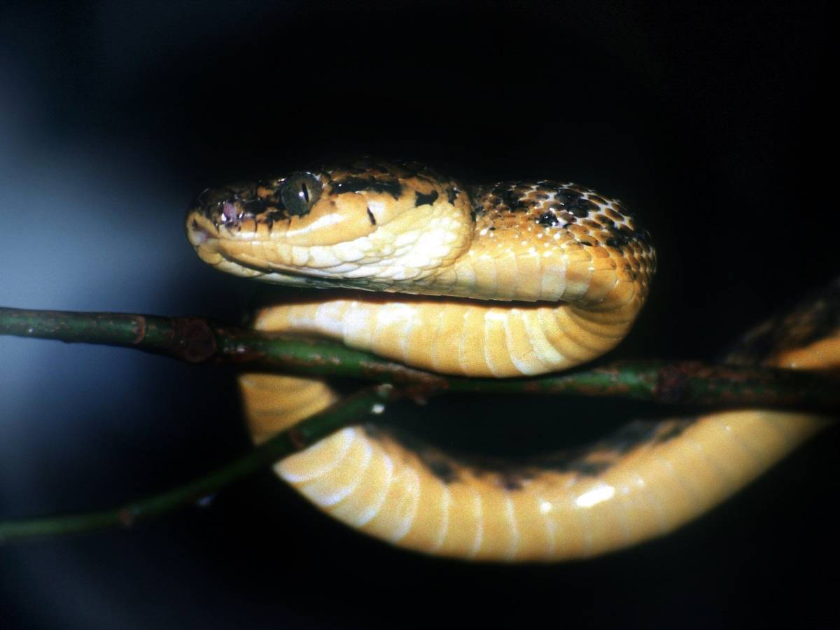 Unser Archivbild aus dem Jahr 2000 zeigt eine Braune Nachtbaumnatter auf der Südseeinsel Guam. Gleich zwei dieser giftigen Tiere hat eine Familie in Australien in ihrer Klimaanlage entdeckt.
