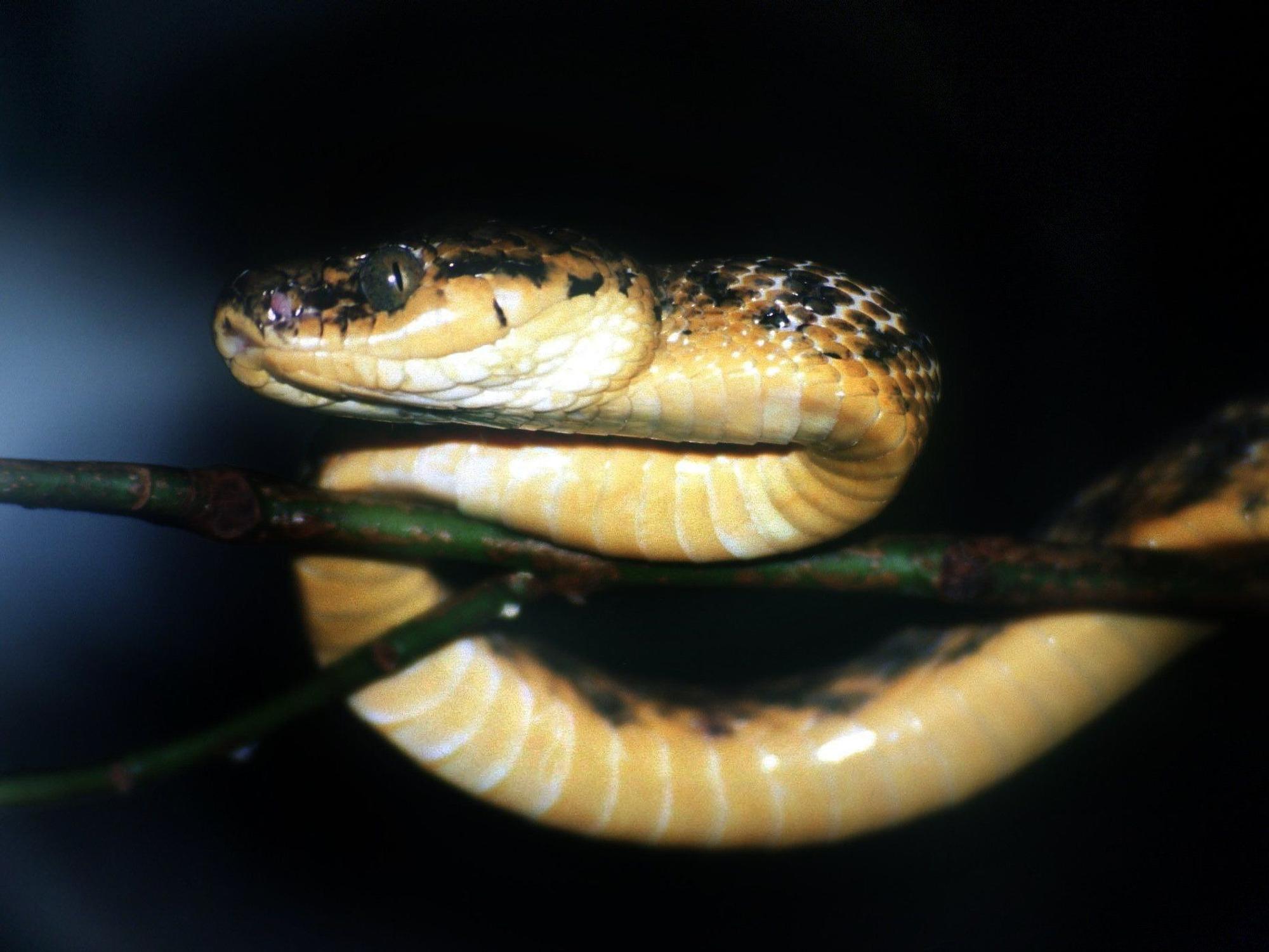 Unser Archivbild aus dem Jahr 2000 zeigt eine Braune Nachtbaumnatter auf der Südseeinsel Guam. Gleich zwei dieser giftigen Tiere hat eine Familie in Australien in ihrer Klimaanlage entdeckt.
