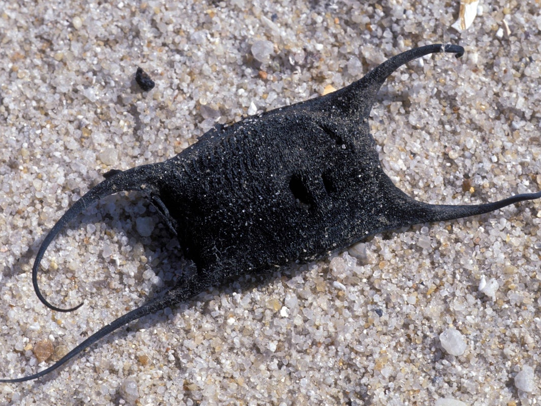 Bei dem mysteriösen Gebilde handelt es sich um das Ei eines Rochens, aufgenommen am 20. Juni 2003.