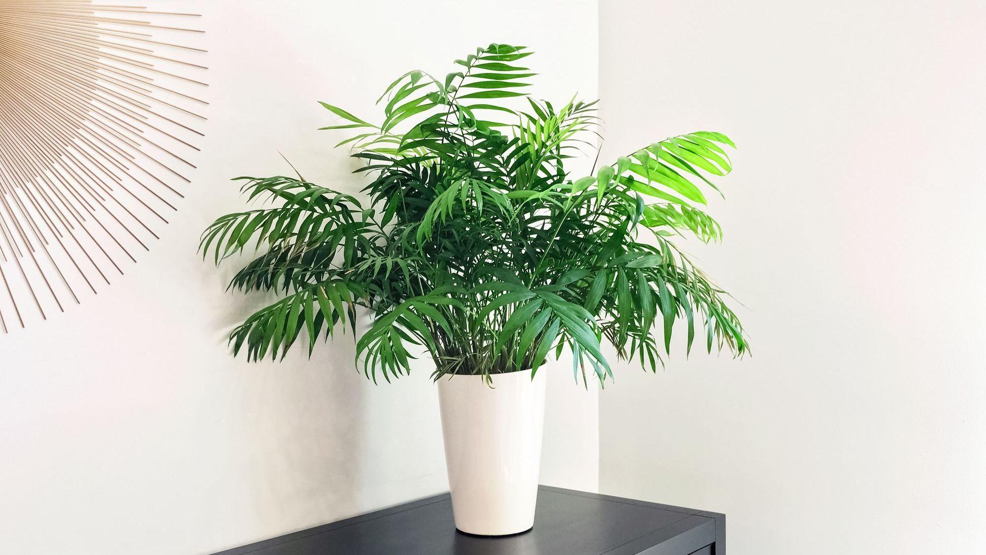 Die Bergpalme verwandelt das Bad in eine tropische Oase.