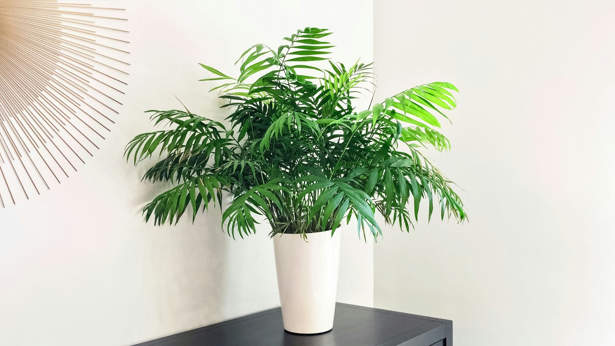 Die Bergpalme verwandelt das Bad in eine tropische Oase.