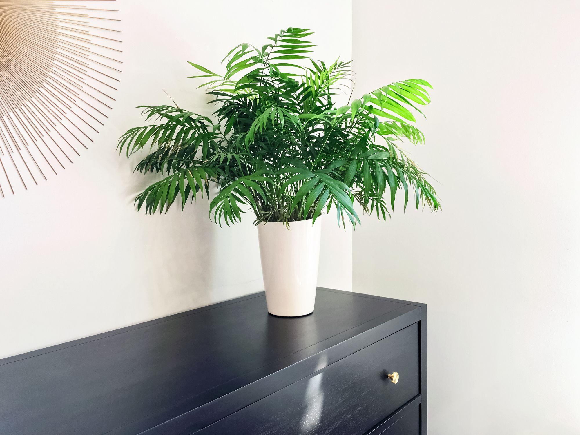 Eine exotische Pflanze fürs Schlafzimmer ist die Bergpalme.