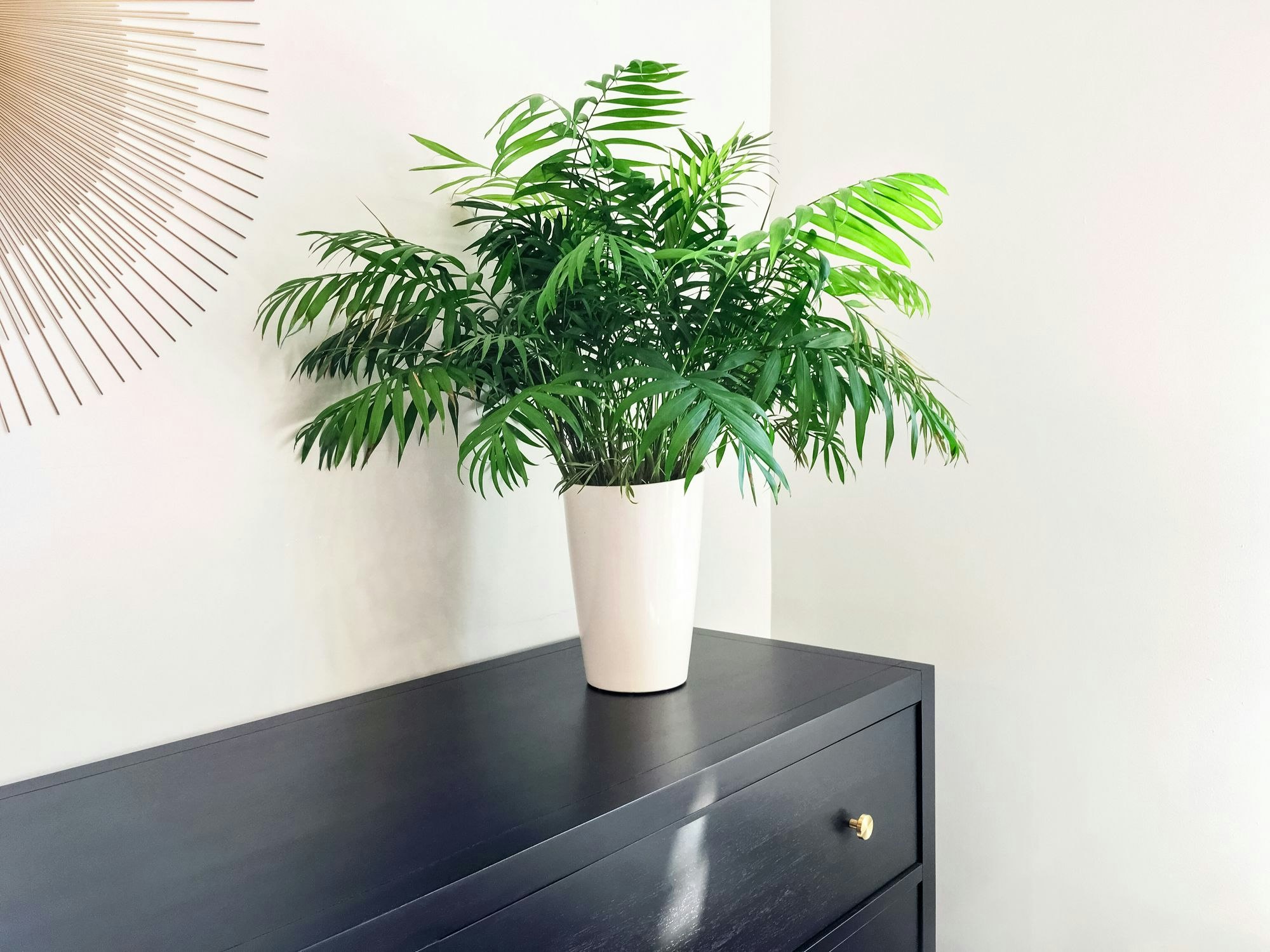 Eine exotische Pflanze fürs Schlafzimmer ist die Bergpalme.