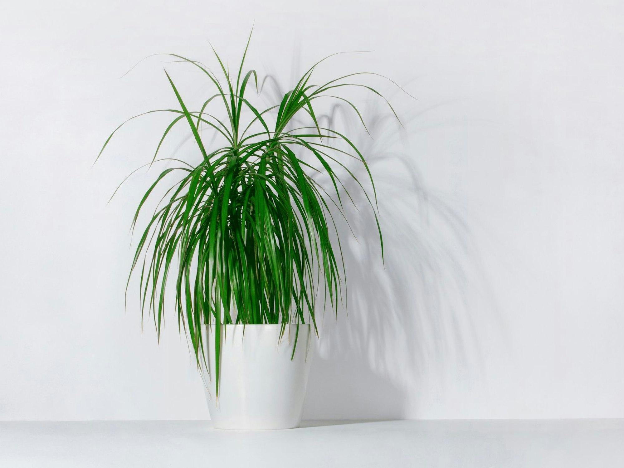 Der Drachenbaum eignet sich als Zimmerpflanze für ein helles Schlafzimmer.