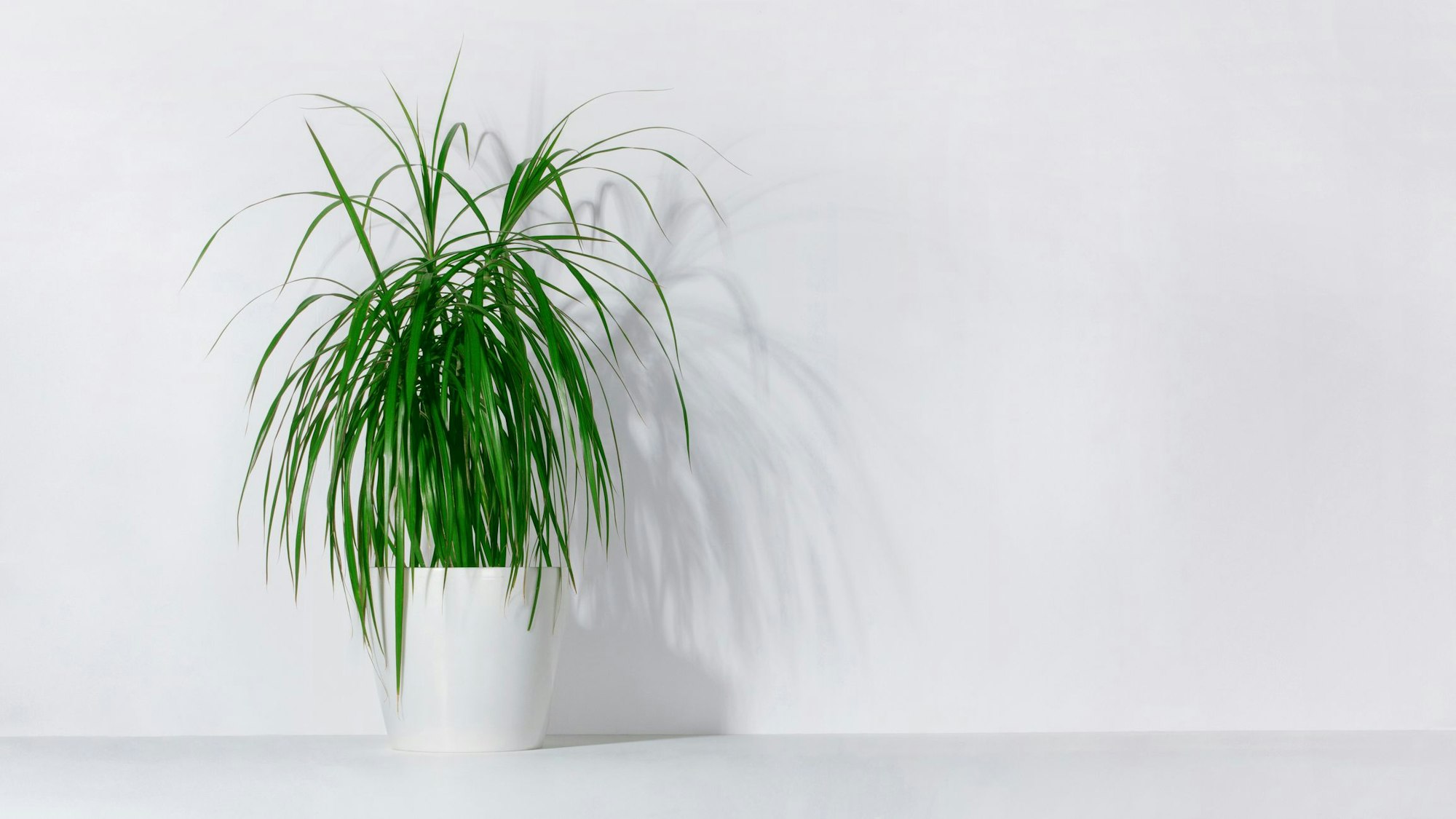 Der Drachenbaum absorbiert chemische Stoffe aus der Luft und neutralisiert sie.